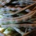 豆角，四季豆
