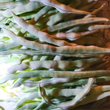 豆角，四季豆