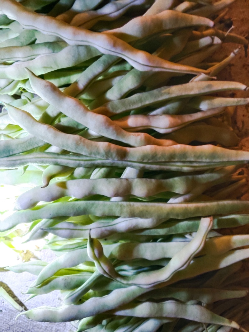 豆角，四季豆