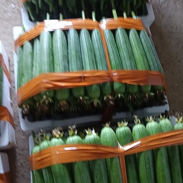 精品油皮丝瓜