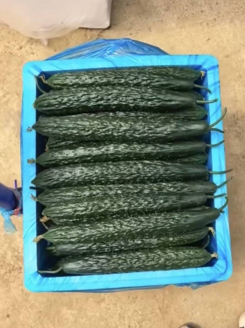青瓜