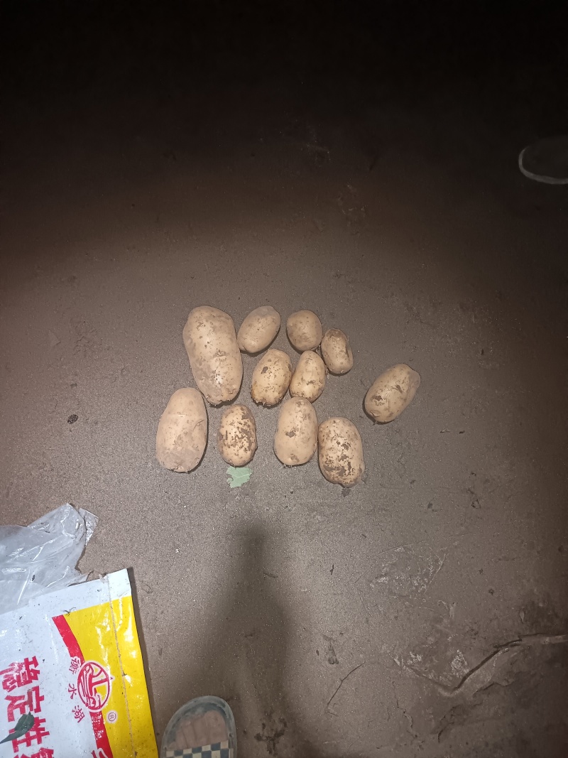 河北土豆品质保证诚信经营欢迎联系接商超市场电商