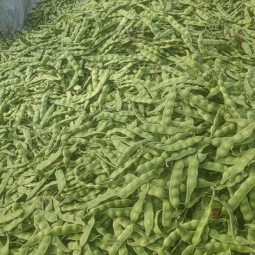 东北肇州大叽豆花生豆