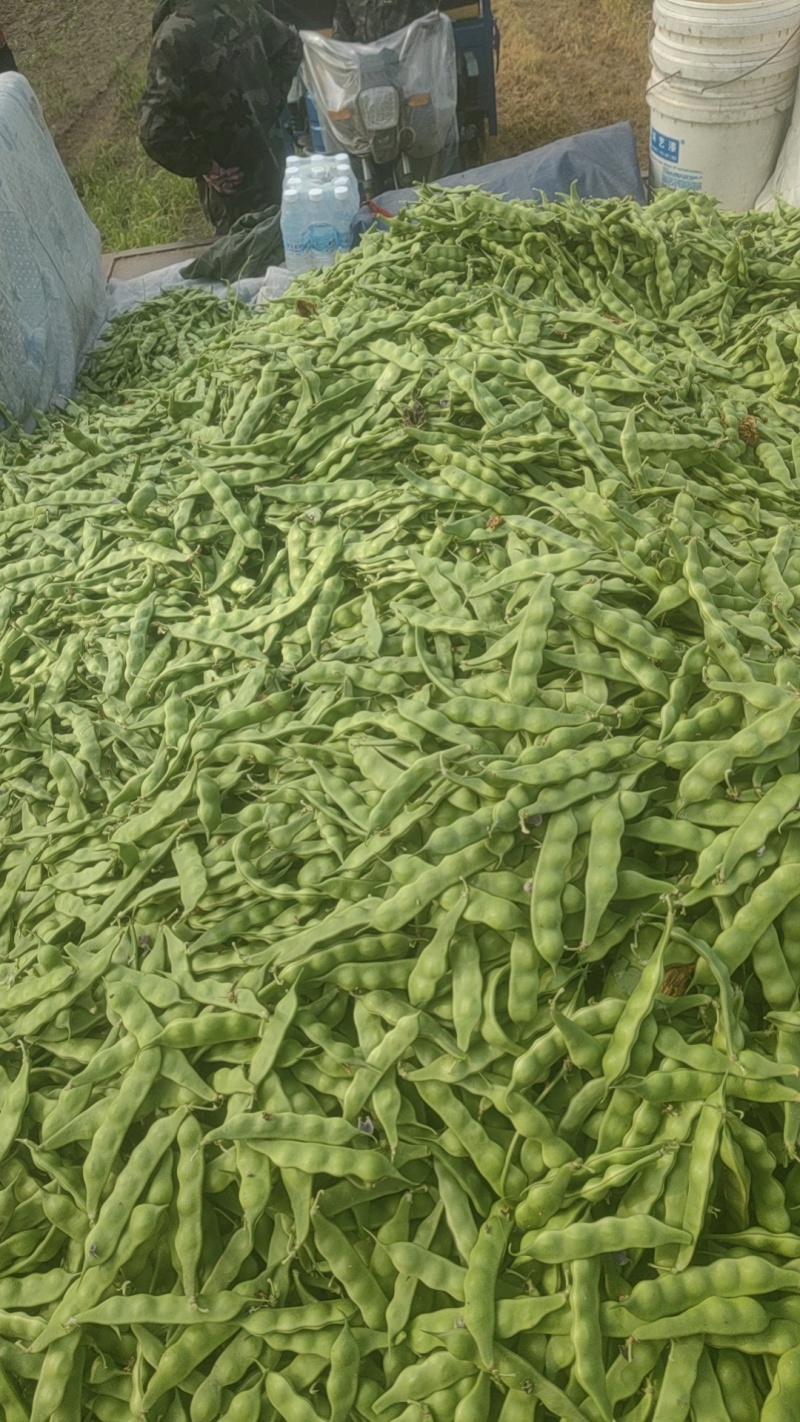 东北肇州大叽豆花生豆
