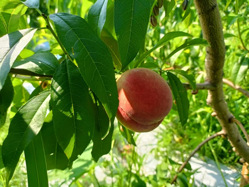 毛桃黄桃