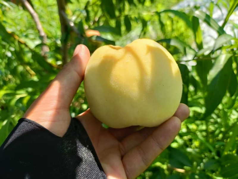 毛桃黄桃