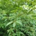 木姜子野生中药材，可批可零售，量大从优，欢迎老板电话订货