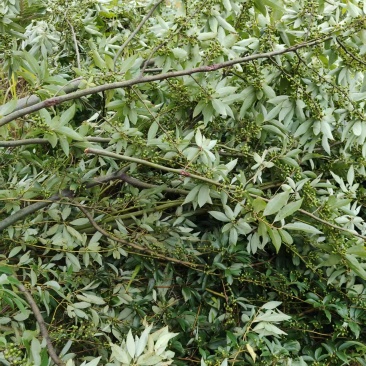 广西木姜子野生中药材原产地直供量大，从优欢迎老板订货