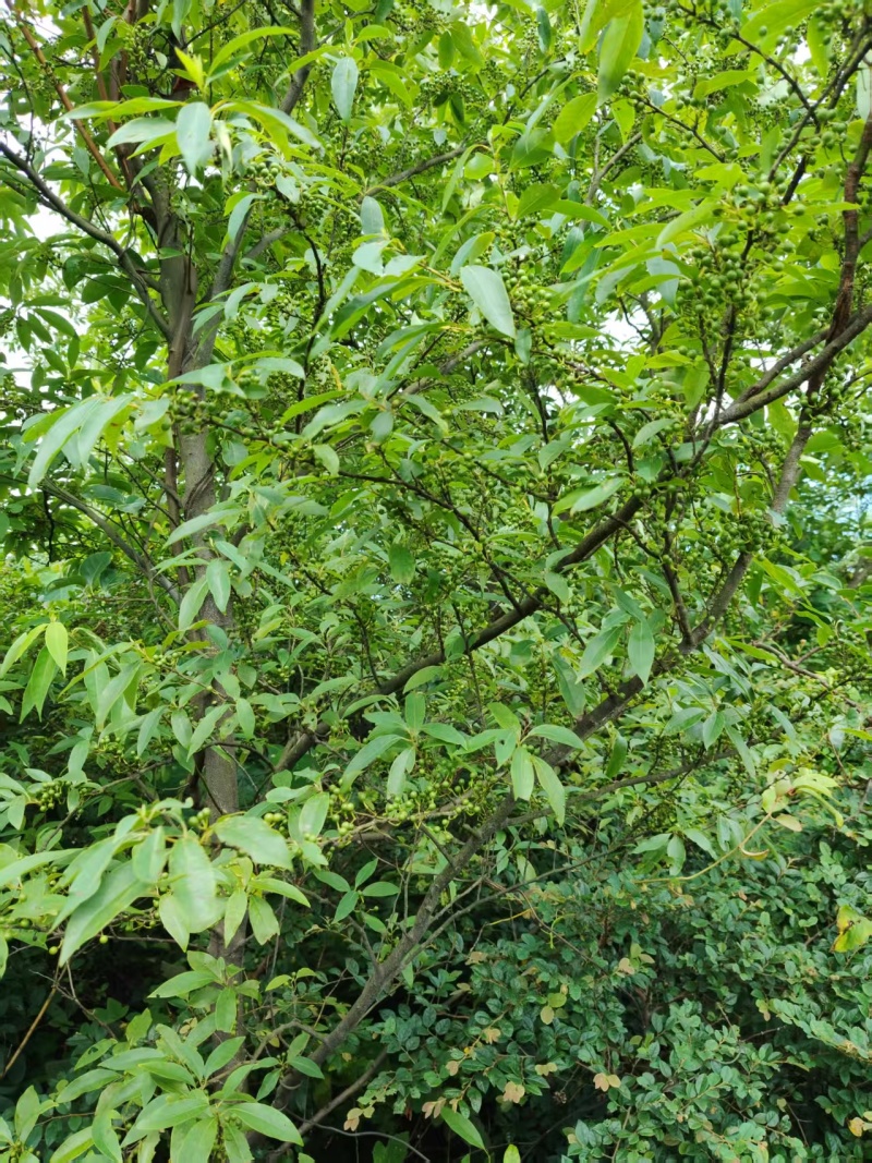 广西木姜子野生中药材原产地直供量大，从优欢迎老板订货