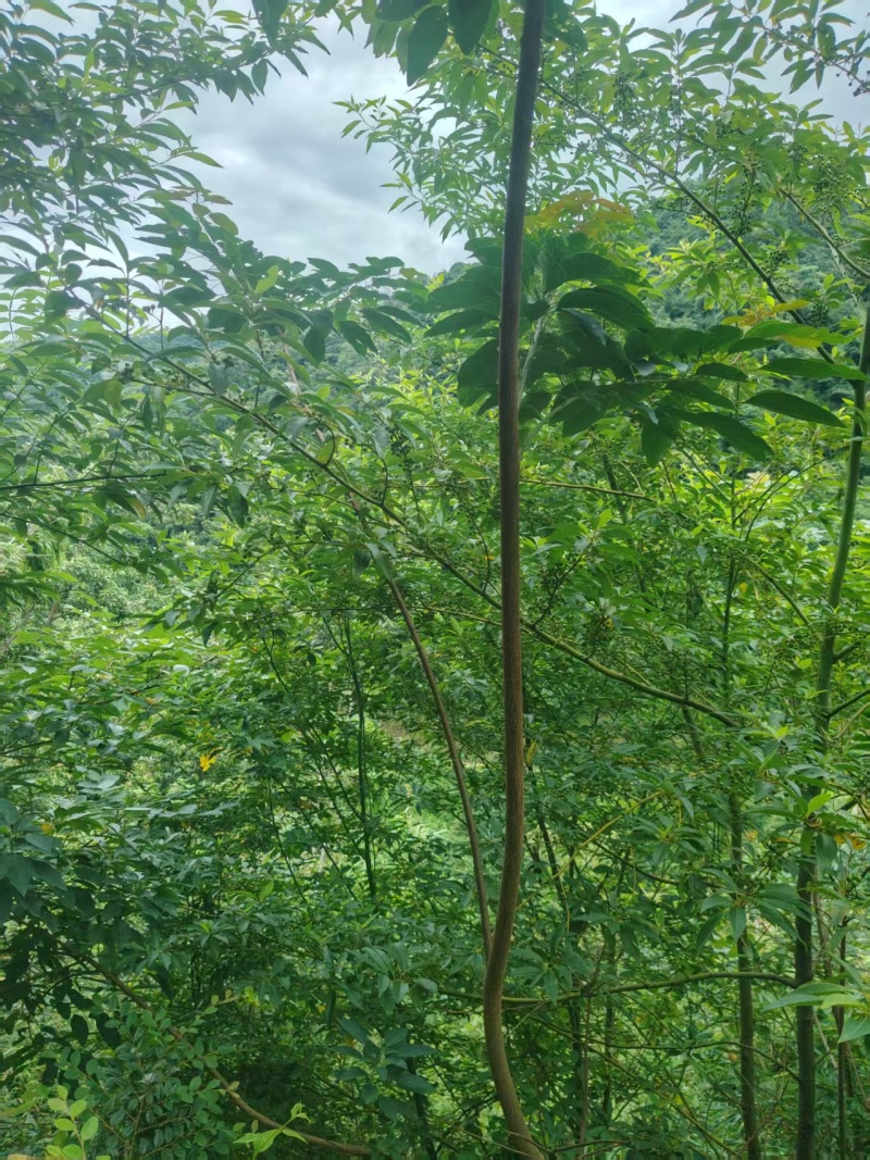 广西木姜子野生中药材原产地直供量大，从优欢迎老板订货