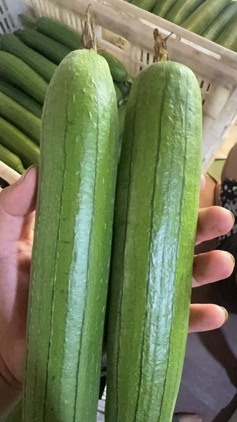 常州油皮丝瓜
