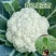 山东精品菜花苗65天菜花苗85天菜花苗技术指导