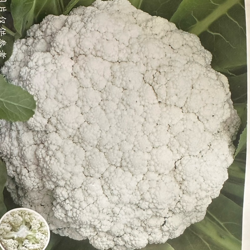 山东精品菜花苗65天菜花苗85天菜花苗技术指导