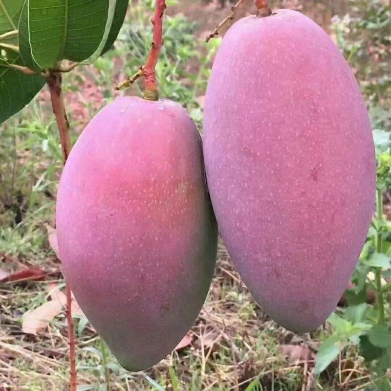 凯特芒果