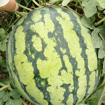 新美都西瓜