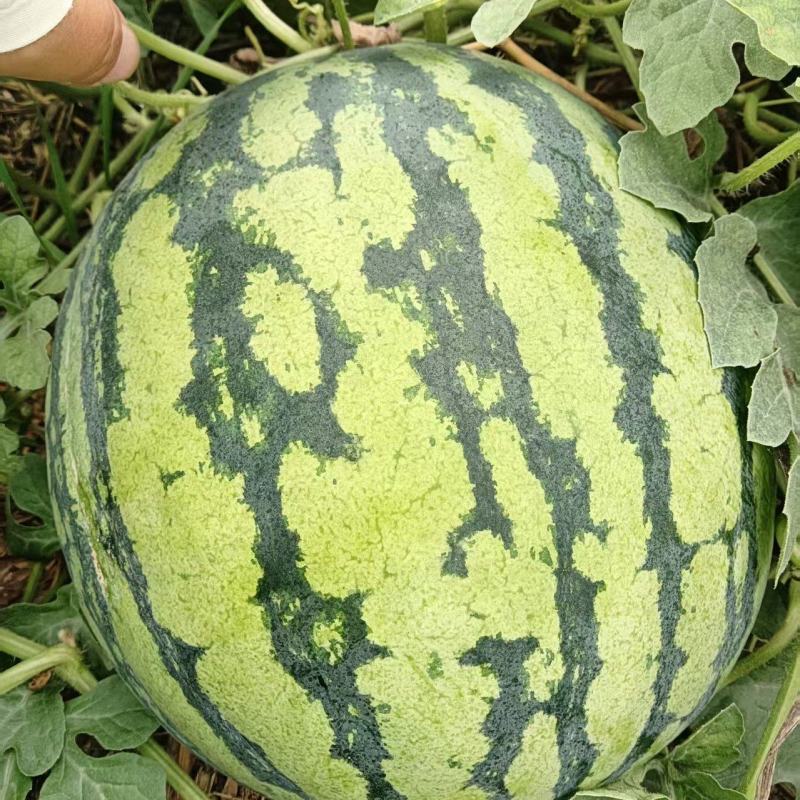 新美都西瓜