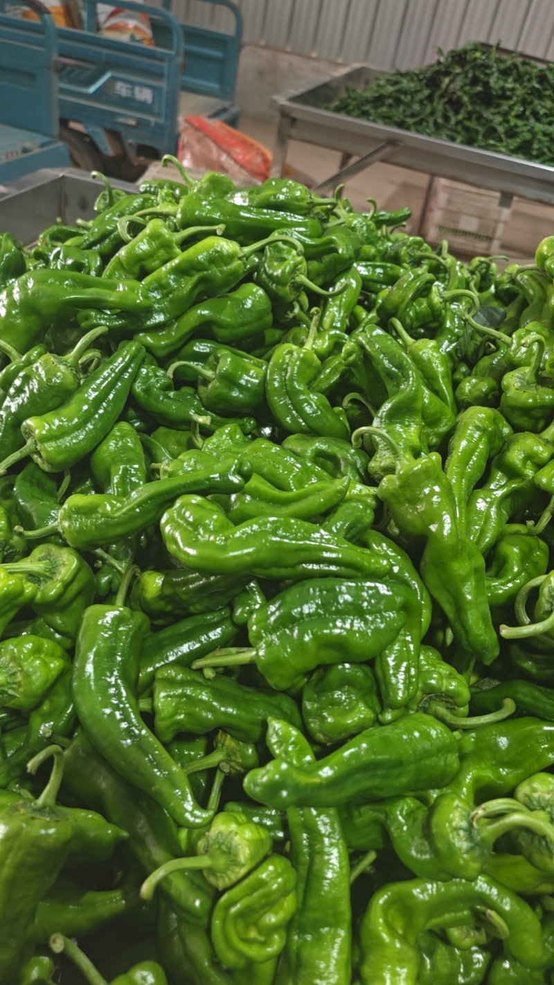 山东金乡薄皮菜椒，芜湖椒，大量上市产地一手货源直供