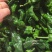 山东金乡薄皮菜椒，芜湖椒，大量上市产地一手货源直供