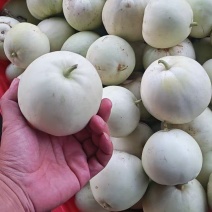 精品小白瓜