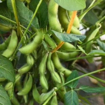 新鲜刚成熟毛豆现摘现发。需要联系