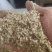 新货新疆山西核桃碎仁，榨油专用多规格，可视频看货