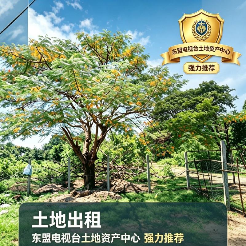 老挝万象泰国桥附近1万平土地出租。