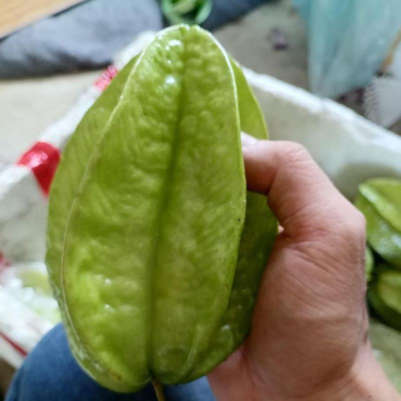 青杨桃