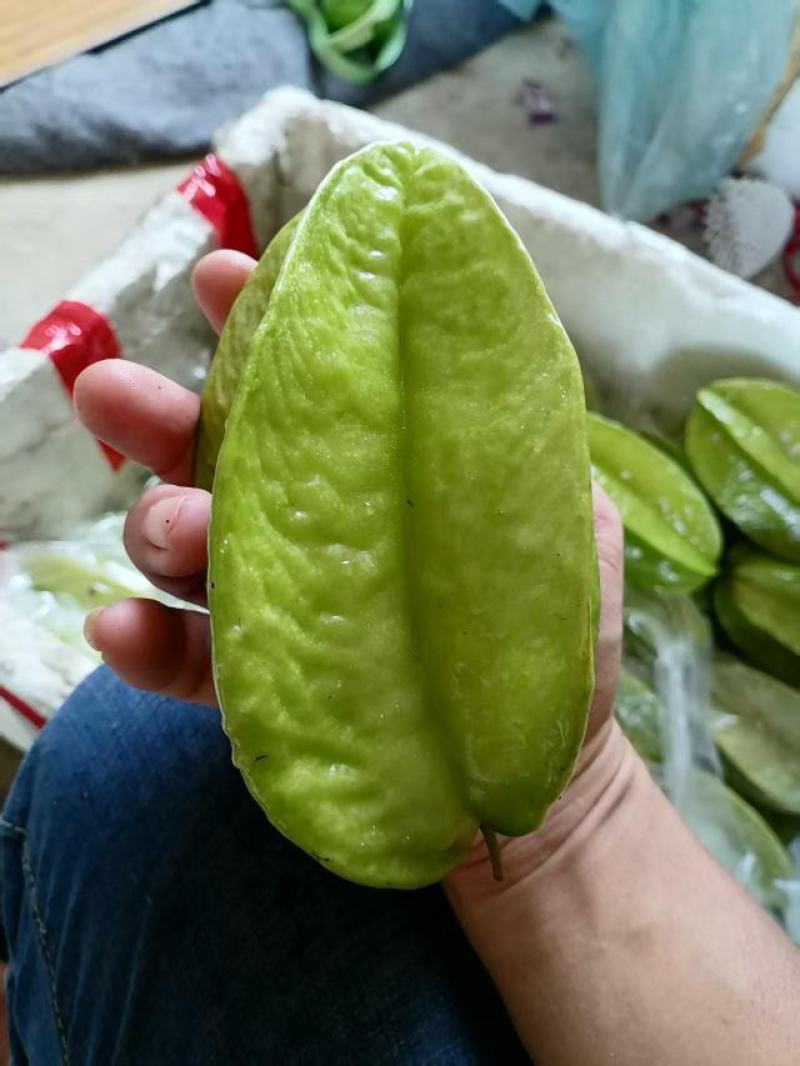 青杨桃