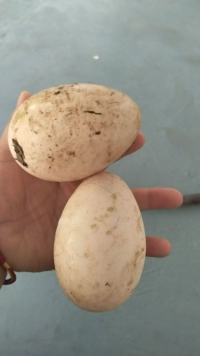 自己家散养的土鸡蛋