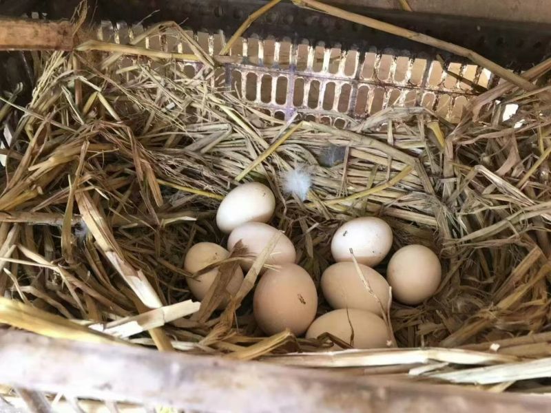自己家散养的土鸡蛋
