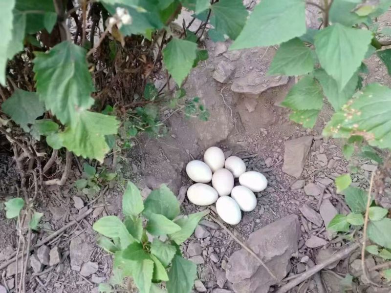 自己家散养的土鸡蛋