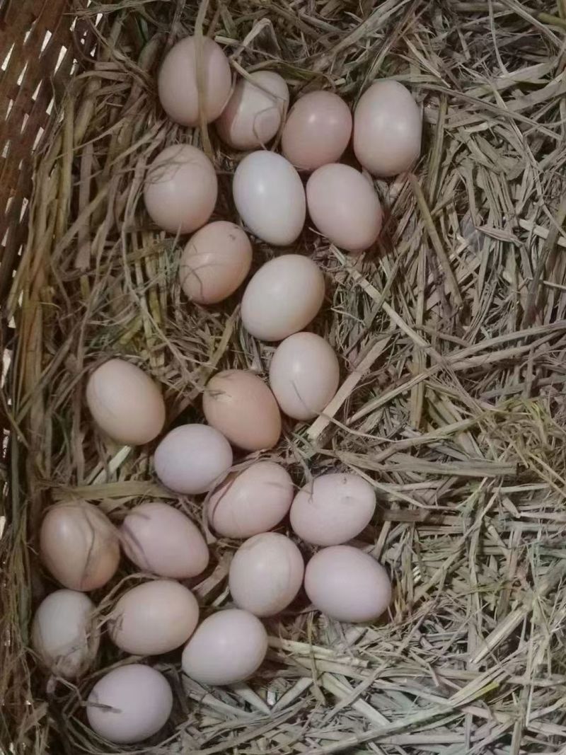 自己家散养的土鸡蛋