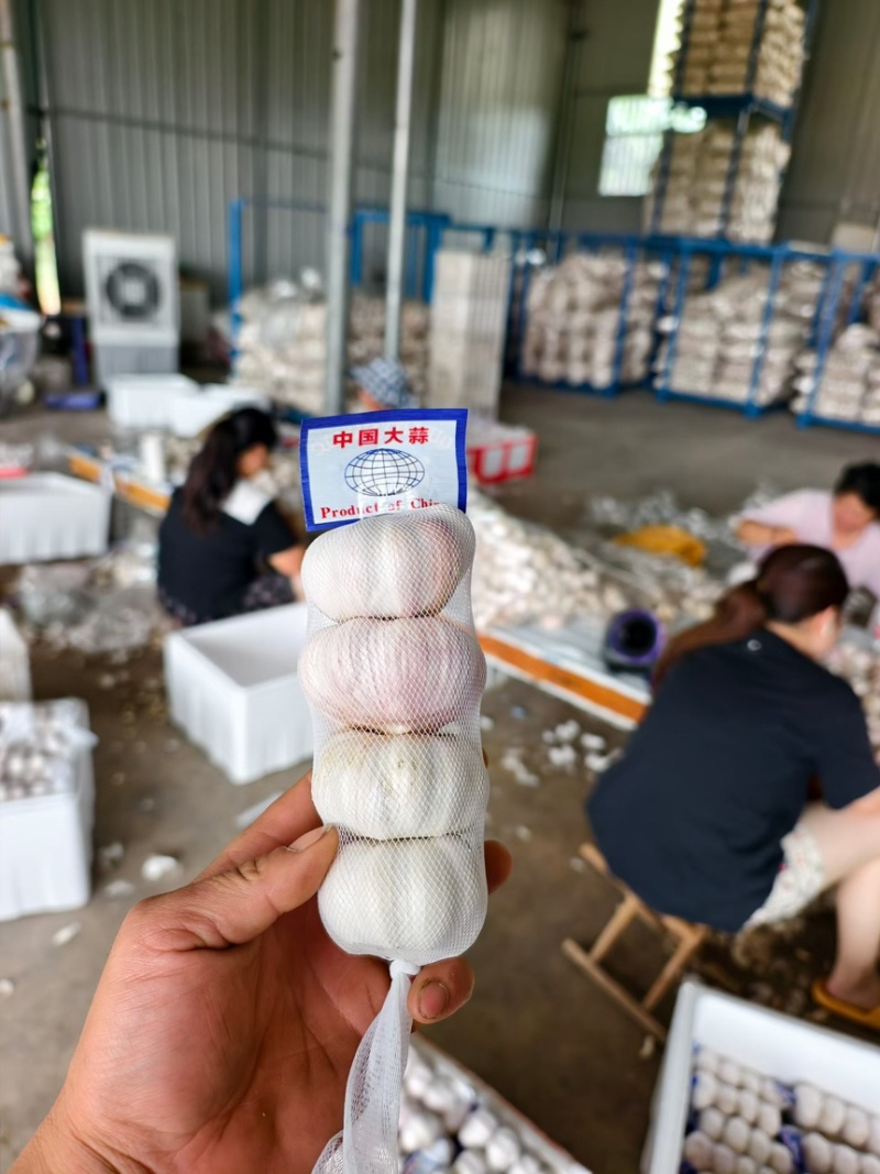 大蒜白皮大蒜，紫皮大蒜大量上市原产地直发欢迎电联