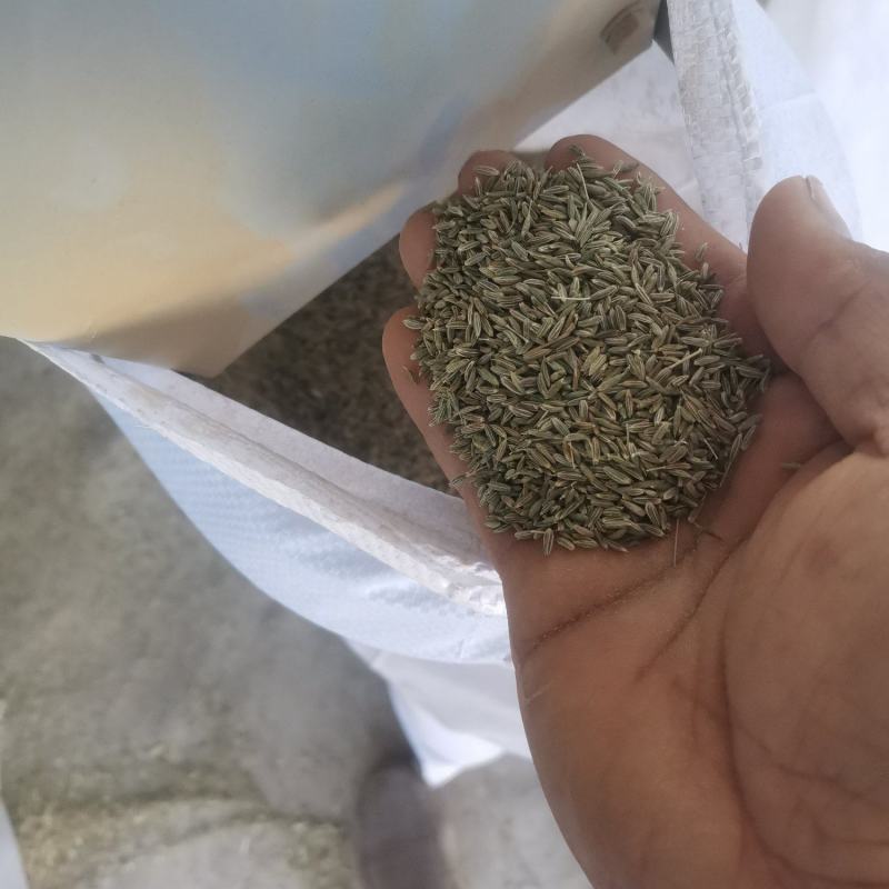 精品孜然产地发货质量保证货源充足欢迎咨询