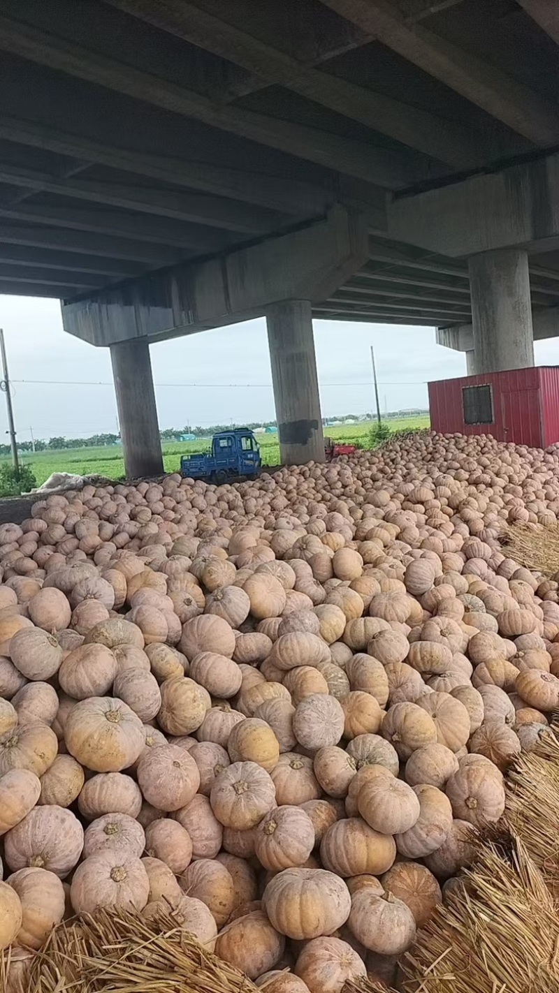 湖北嘉鱼产地直供全黄盘龙204价格美丽欢迎订购！！！
