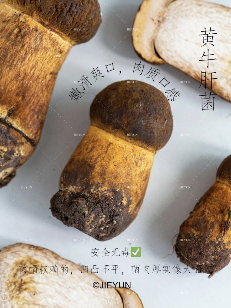，见手青，牛肝菌