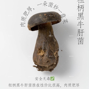 ，见手青，牛肝菌