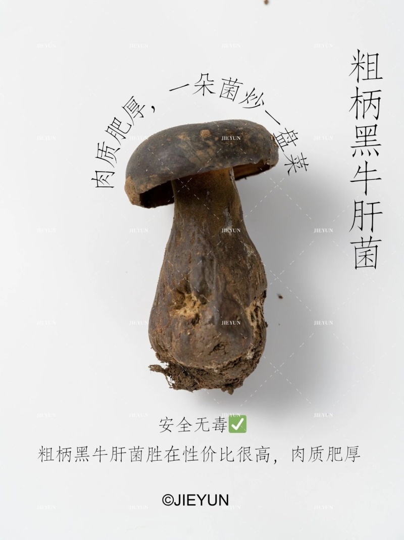 ，见手青，牛肝菌