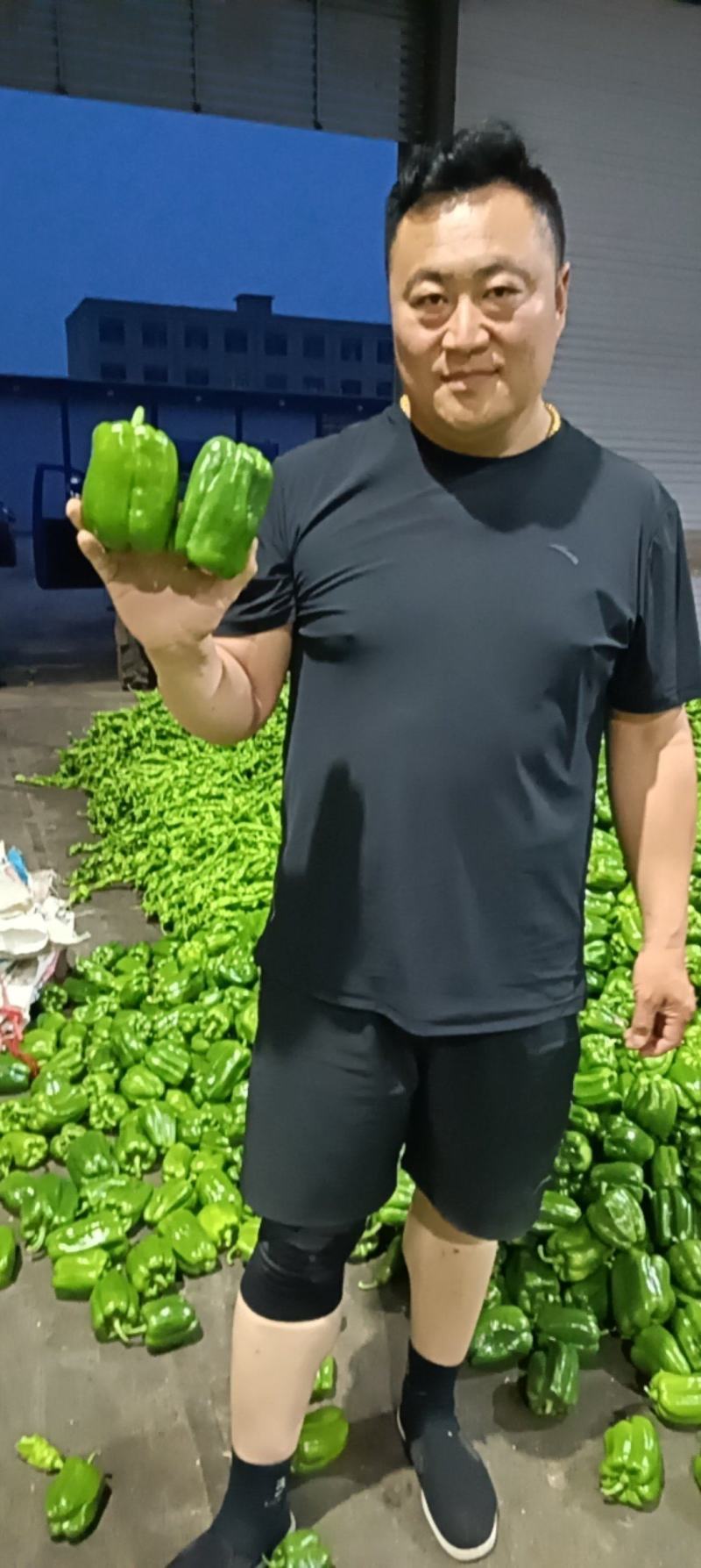 甜椒，辣椒价格便宜都毛钱了，产地大量有货