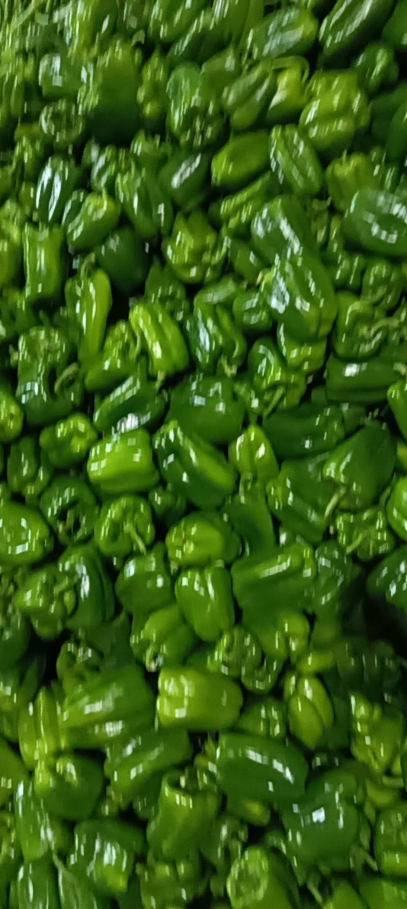 甜椒，辣椒价格便宜都毛钱了，产地大量有货