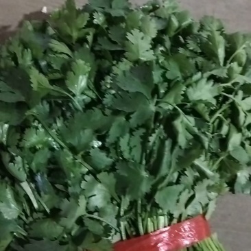 大叶青杆香菜