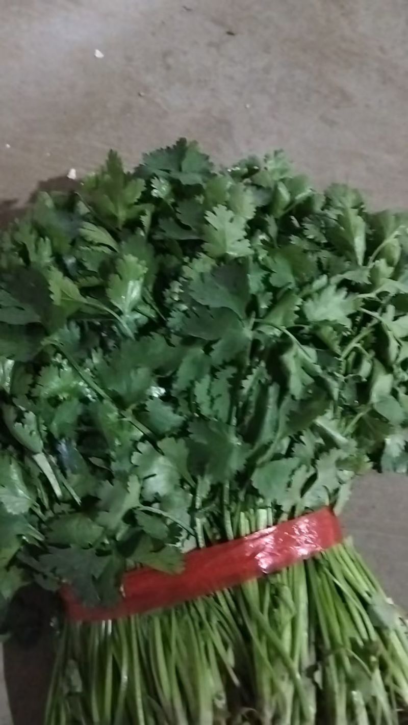 大叶青杆香菜