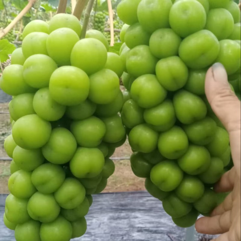 阳光玫瑰大量上货量上货支持电商社区团购欢迎联系