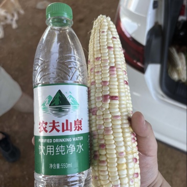 精品花糯玉米，天贵糯932
