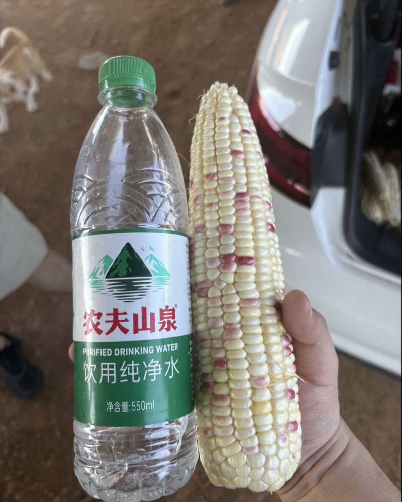 精品花糯玉米，天贵糯932