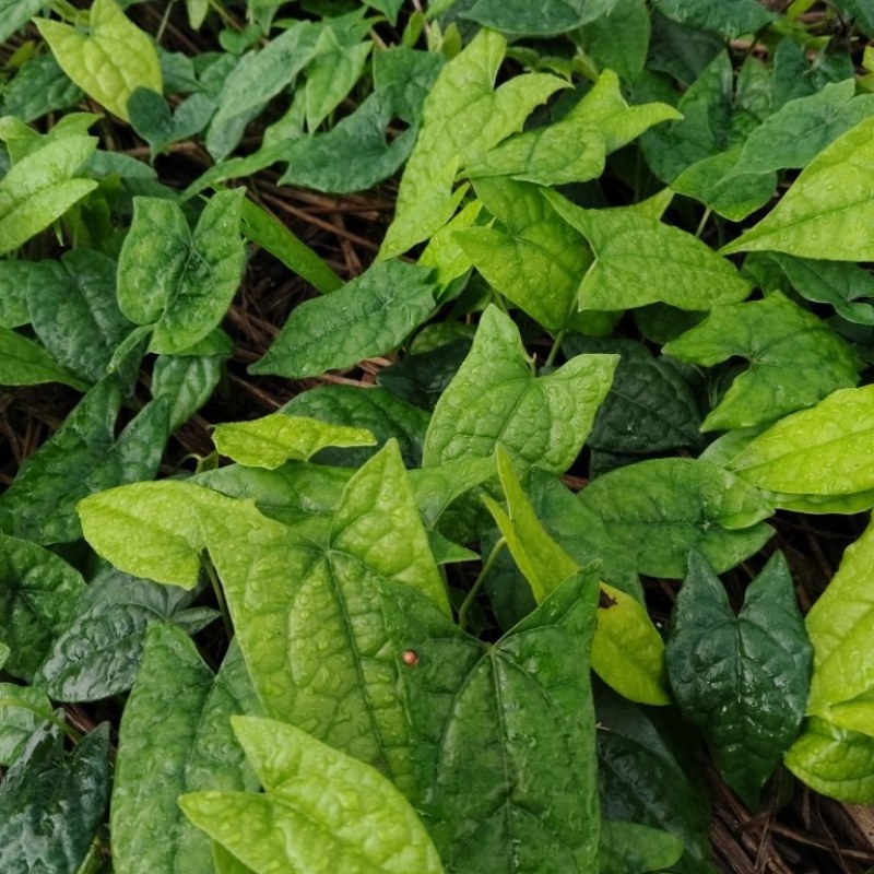 金果榄苗云南文山种植基地，一手货源成活率高，欢迎咨询