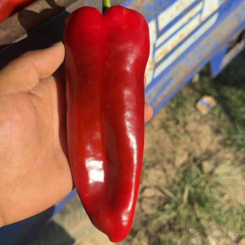 红泡椒