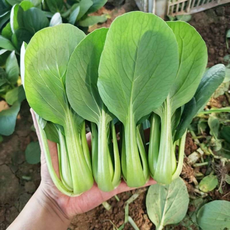 油菜上海青