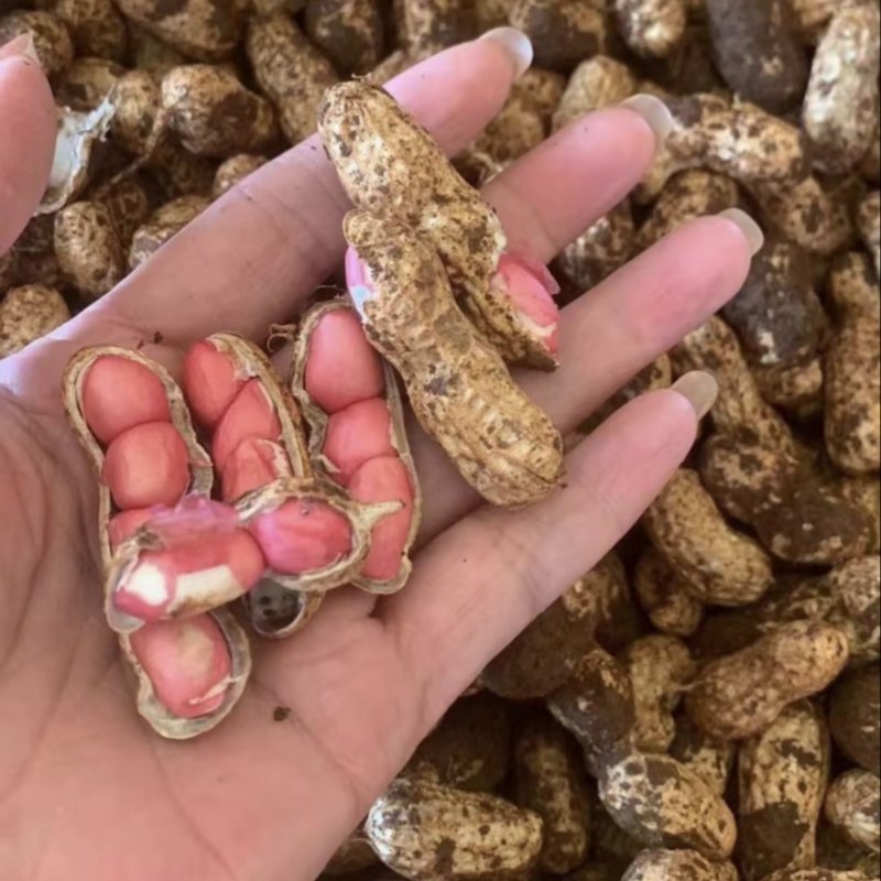 鲜花生带壳鲜花生鲁花白沙四季红现挖现发新鲜带壳鲜花生