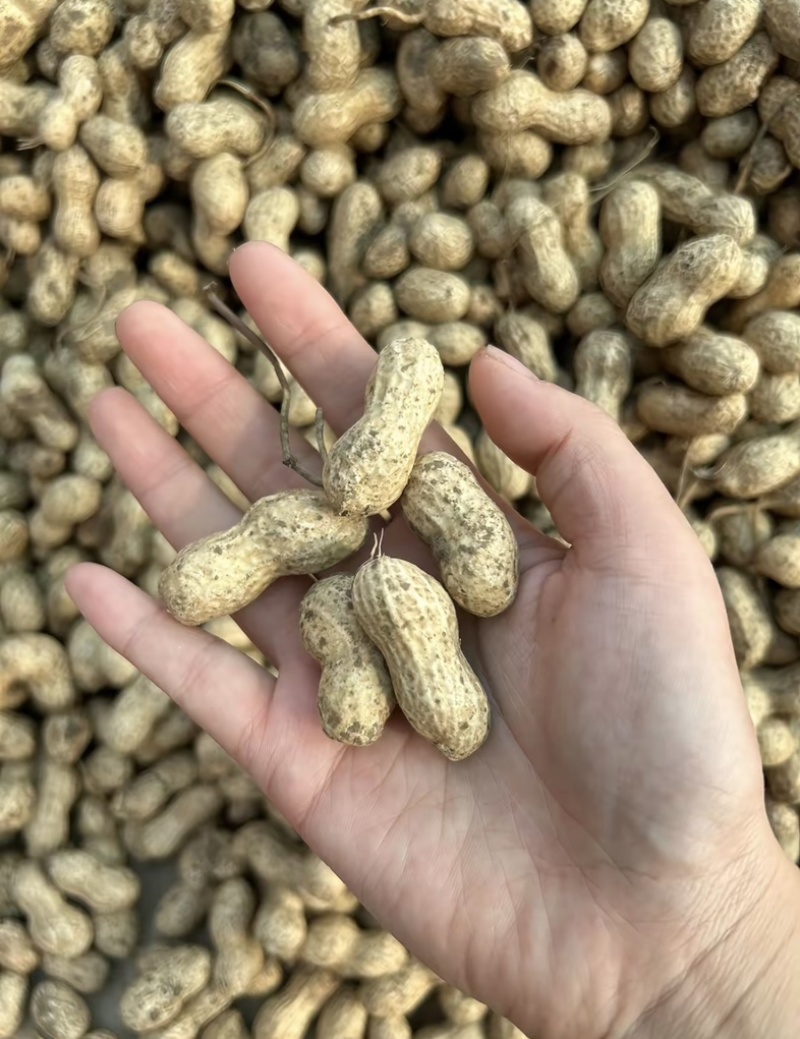 鲜花生带壳鲜花生鲁花白沙四季红现挖现发新鲜带壳鲜花生
